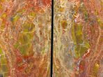 Tall, Arizona Petrified Wood Bookends - Red & Yellow #131795-2